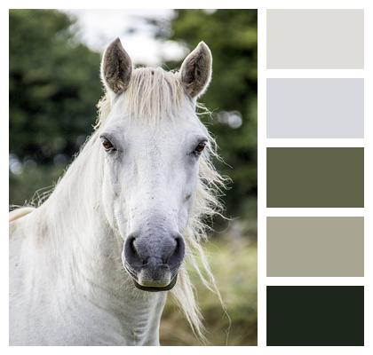 Irish Horse Horse White Horse Image